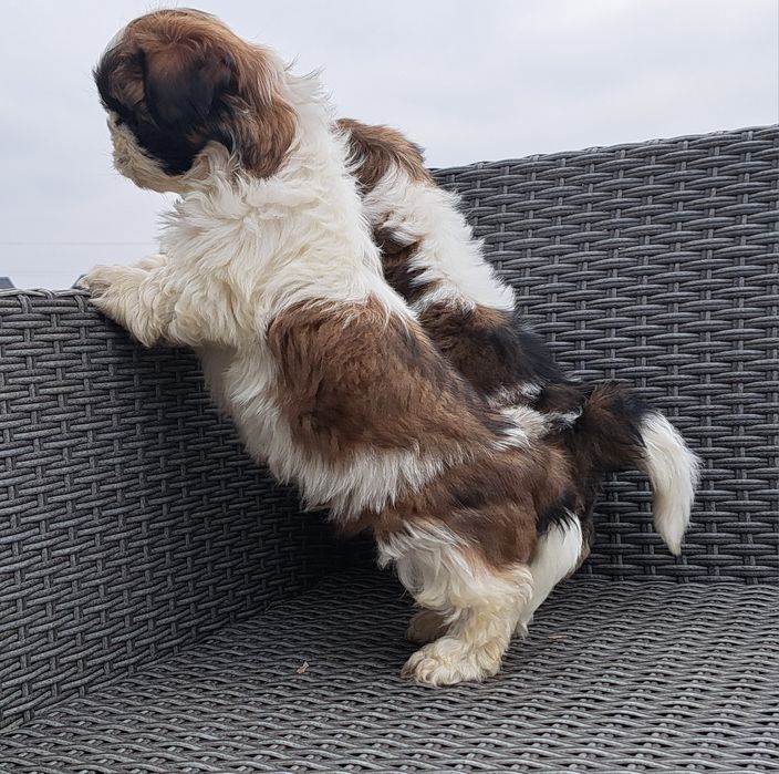 Shih tzu   piesek