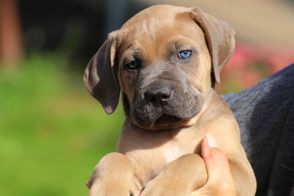Suczka Formentino Cane Corso FCI