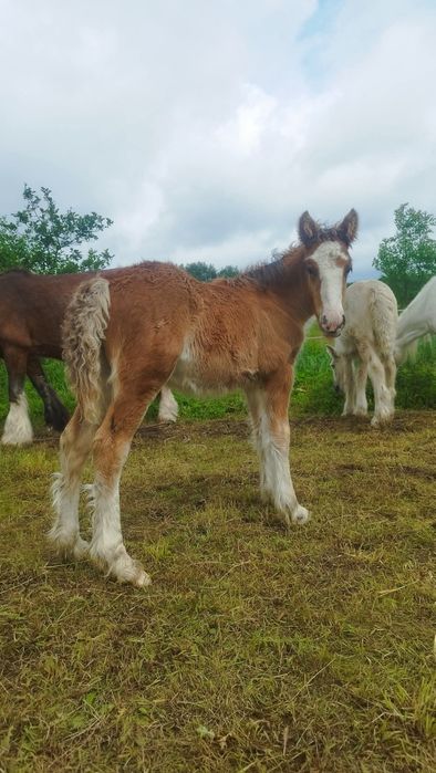 Solaris - ogierek irish cob 2025