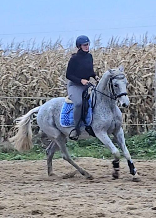 Klacz małopolska 2010 rocznik