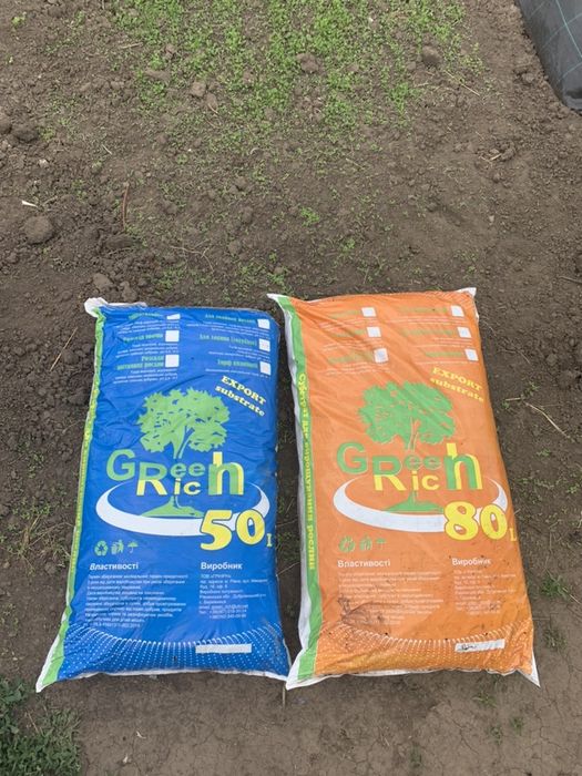 Саджанці лохини(голубики)