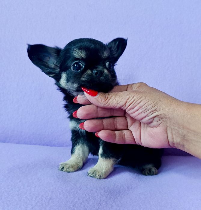 Chihuahua długowłosa sunia