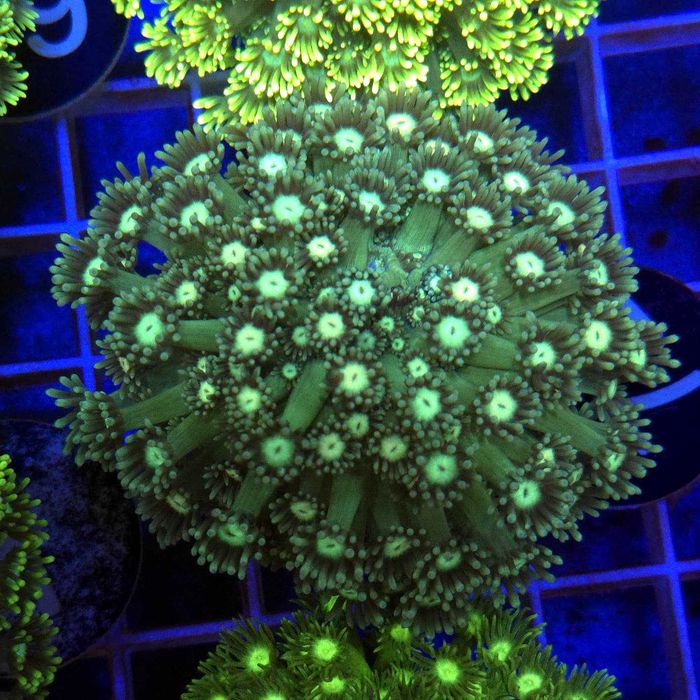 Goniopora Premium matecznik WYSIWYG #31