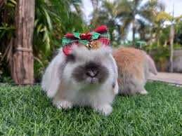 Coelhos anões+Gaiola nova+alimentação adequada