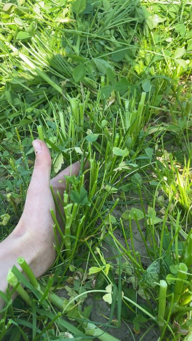 Sianokiszonka z koniczyny