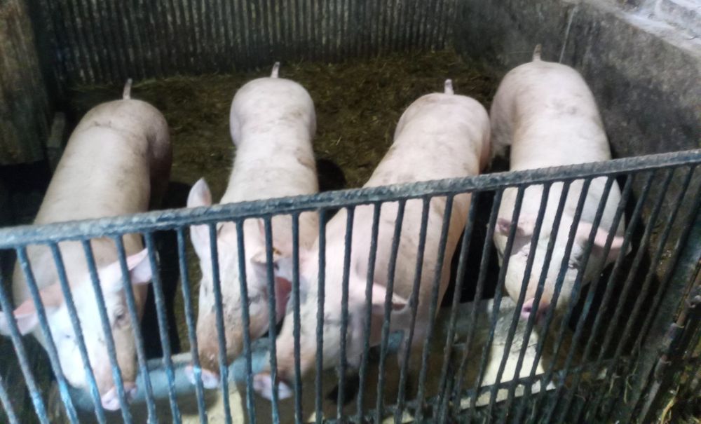 Swojskie wędliny WYSYŁKA