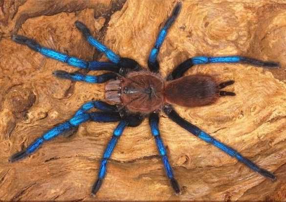 Ptasznik Birupes simoroxigorum L3 / L4