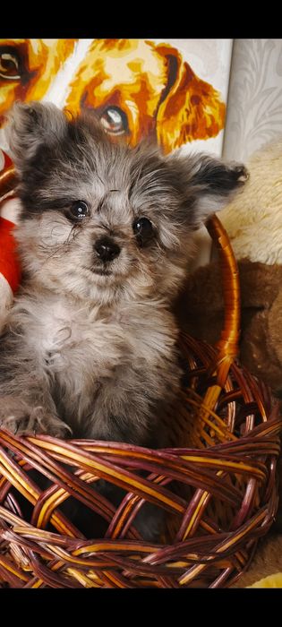 Мальтіпу хлопчик мініатюрний хлопчик мальтіпу