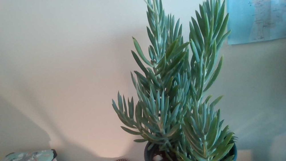 Linda planta SUCULENTA "Senecio ficóides" Mount Everest - c/vaso verde