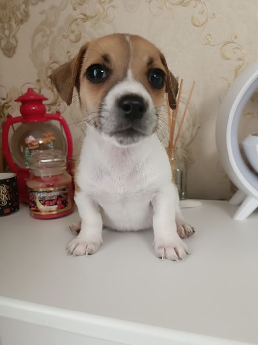 Самые коротколапые Джеки