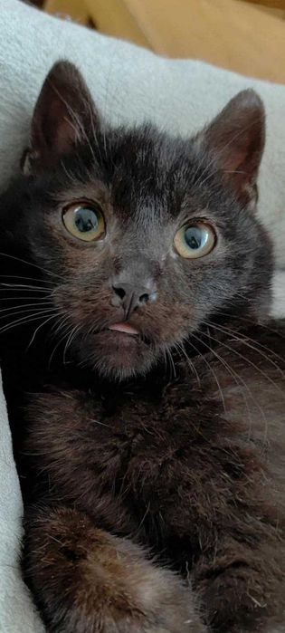 Kocurek Koralik szuka domku