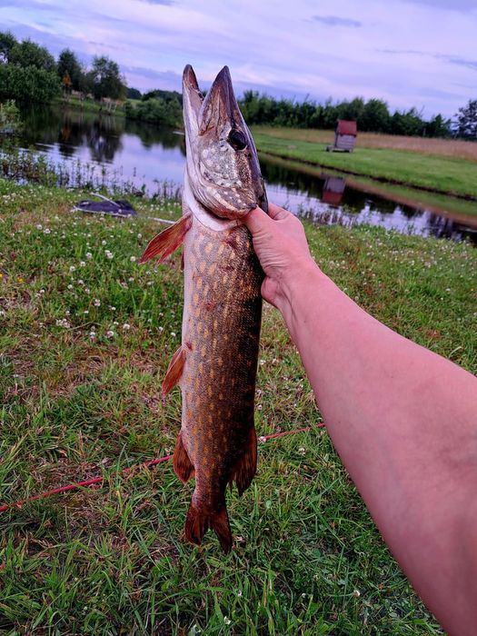 Łowisko, Szczupak, Karp, Amur, Lin