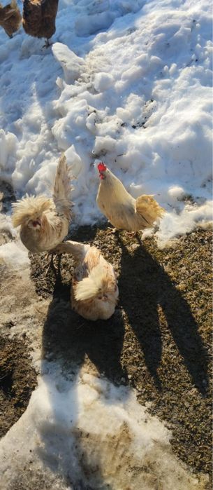 Sprzedam kaczki/kaczory