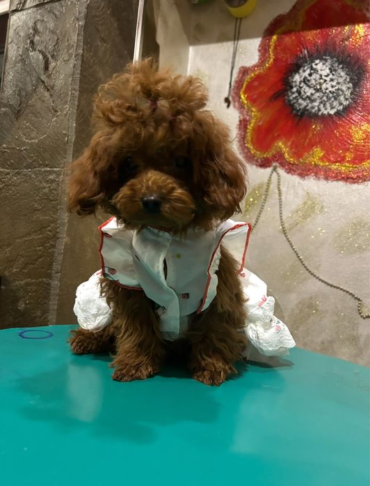 Шикарная девочка пуделл Китай