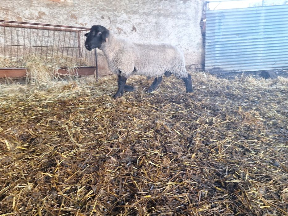 Carneiro suffolk inglês