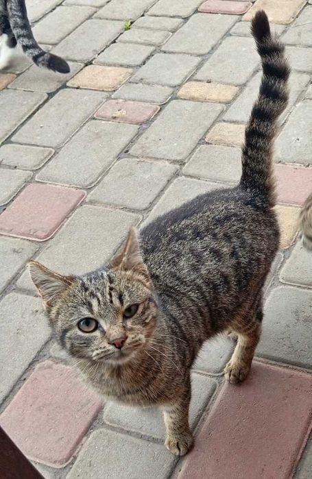 Котенок,  кошка,  Стерилизована!!!