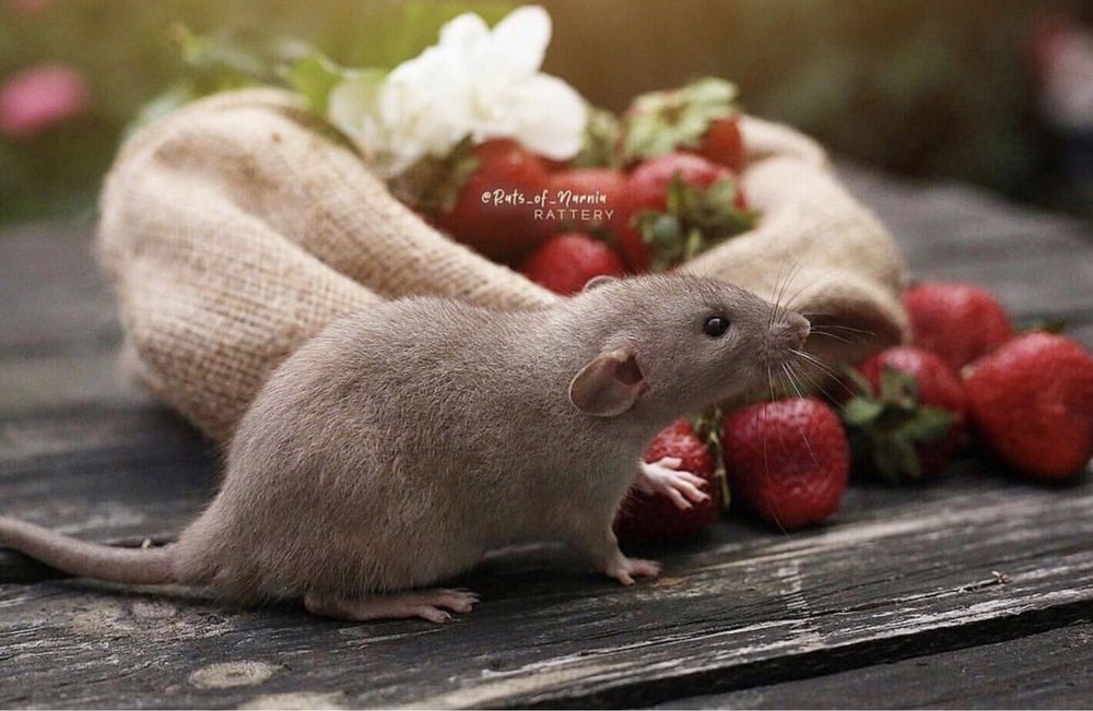 Щурята Дамбо - Крысяьа дамбо