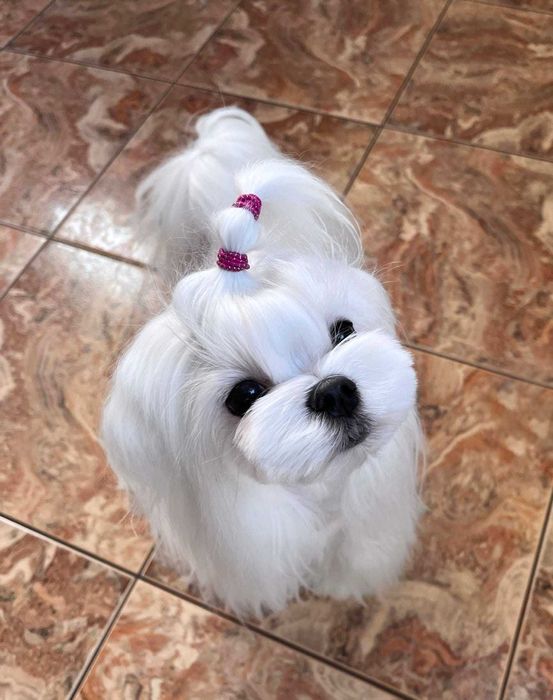 Prześlicznej urody piesek