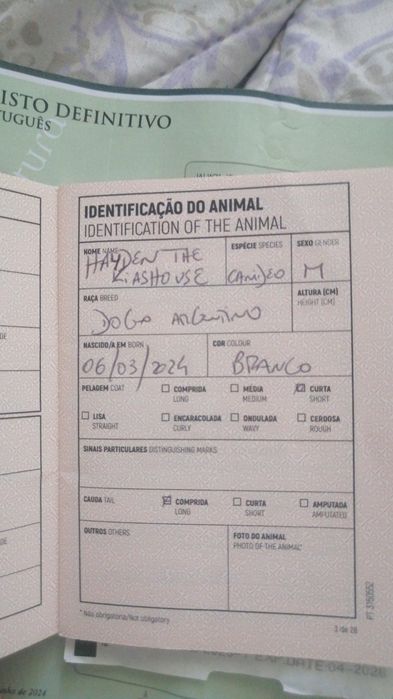 Dog Argentino pedigree e lop