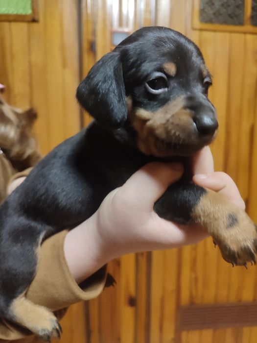 Jamnik krótkowłosy czarny podpalany.