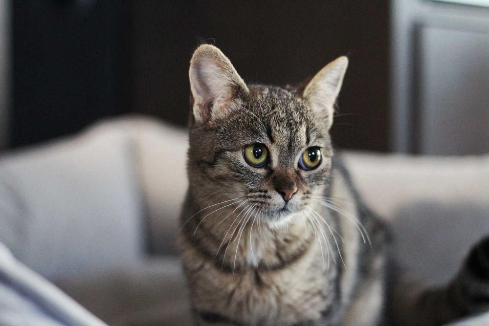 Lila i George- kocięta do adopcji