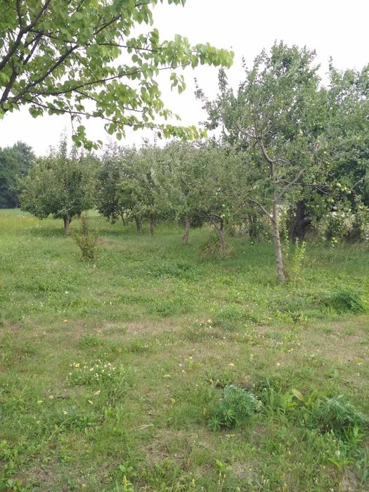 Земельна ділянка