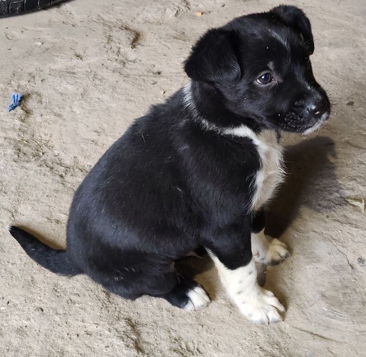 Oddam pieski za darmo