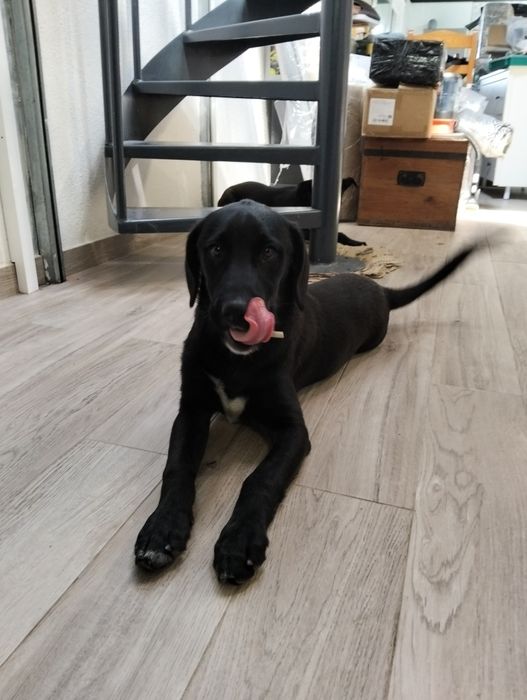 Ofereço casal de cães irmãos