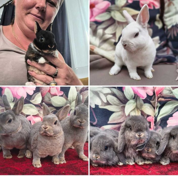 Karzełek rex, mini lop, baranek karzełek