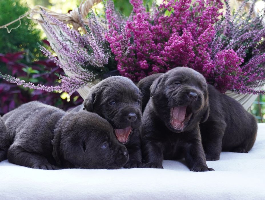 Labrador retriever-czekoladowa suczka ZKwP/ FCI