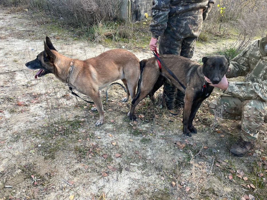 Кобель малінуа 1 рік, КСУ (FCI) бельгійська вівчарка