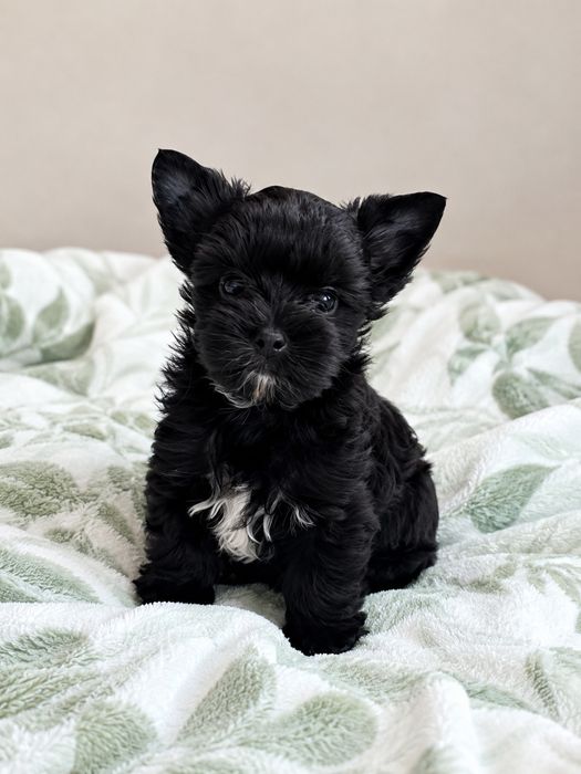 Piesek Yorkshire Terrier Black