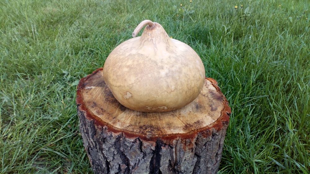 Tykwa Calabash odmiana Kettle Gourds, czajnik .