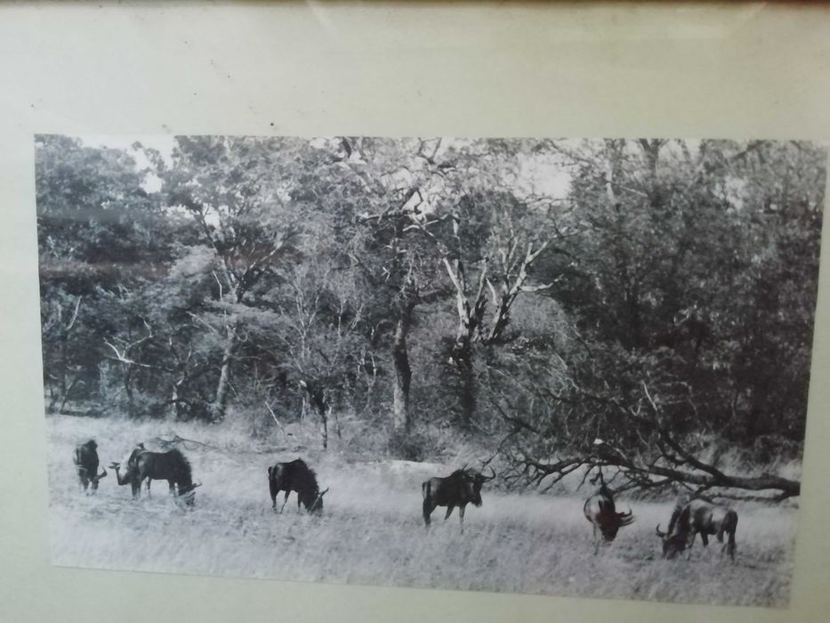 Fotografia de manada de Gnus - Caça Angola anos 60
