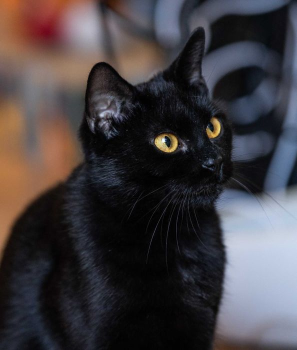 Kotka po przejściach szuka spokojnego domu