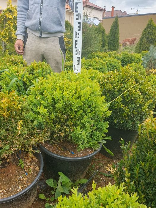 Самшит буксус  20 см п9 2года