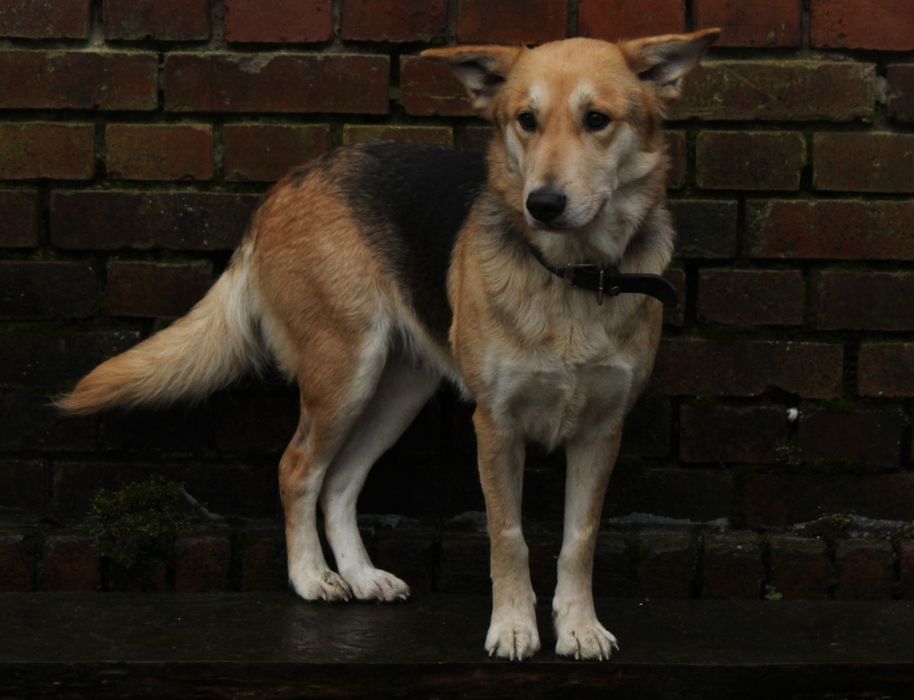 Zina- młoda suczka do adopcji!