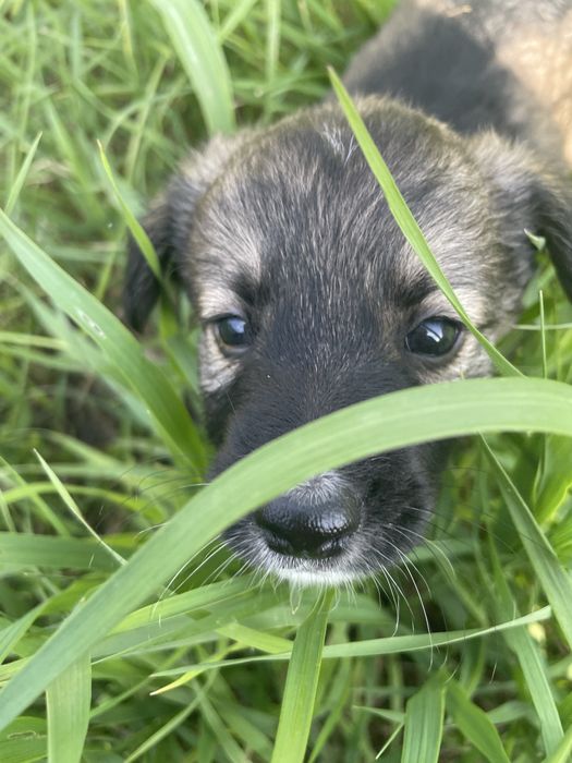Цуцики безкоштовно