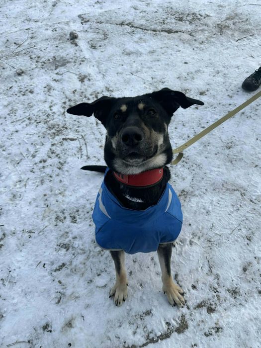 Młody pies do adopcji!