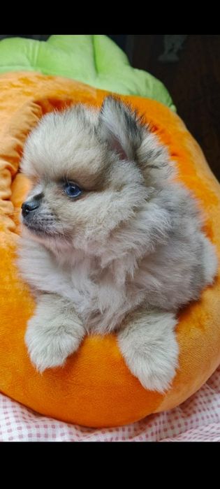 Померанський шпіц дівчата