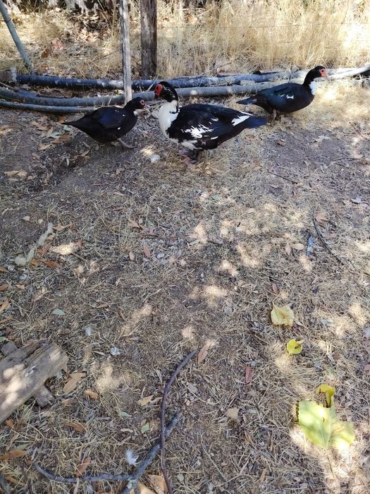 Vendo  Venda de caturras ,  patos bravos e patos mudoss