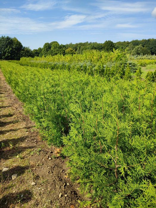 TUJA BRABANT  tanio 10 zł/szt. 1-1,3 m wys. PRODUCENT
