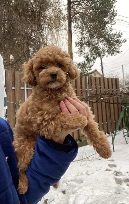 Мальтіпу  дівчинка міні