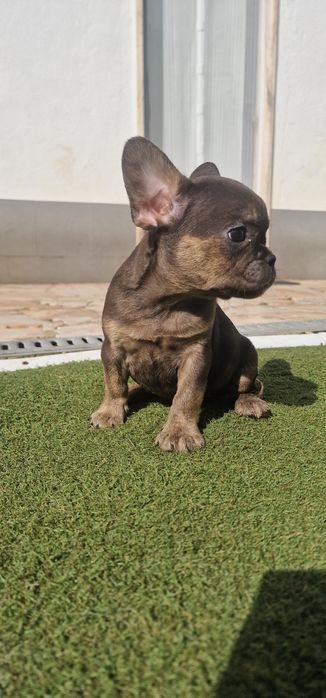 Menina bulldog frances blue tan