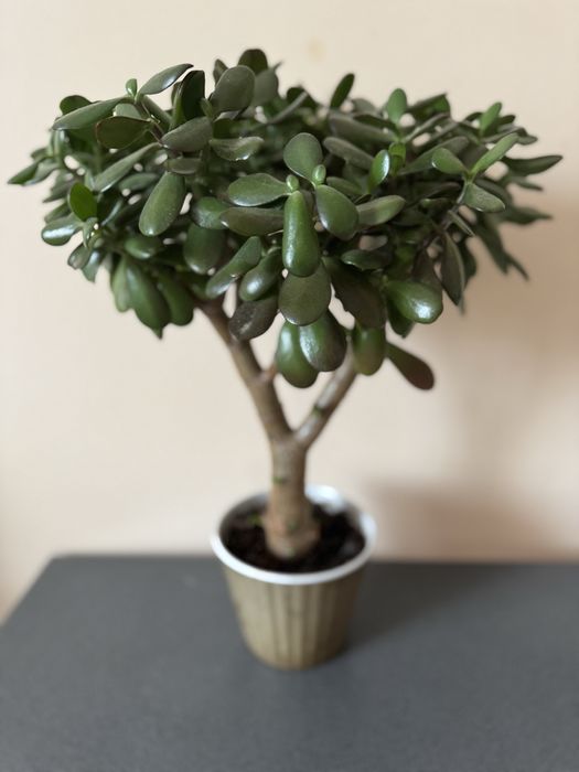 Грошове дерево , прикраса для вашої оселі