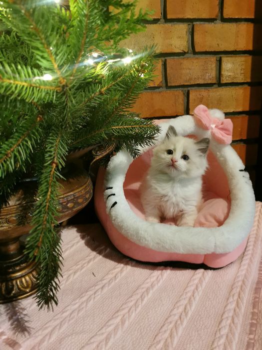 Ragdolek z rodowodem FIFE