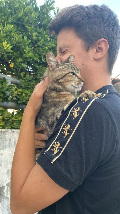 Gato macho para adoção