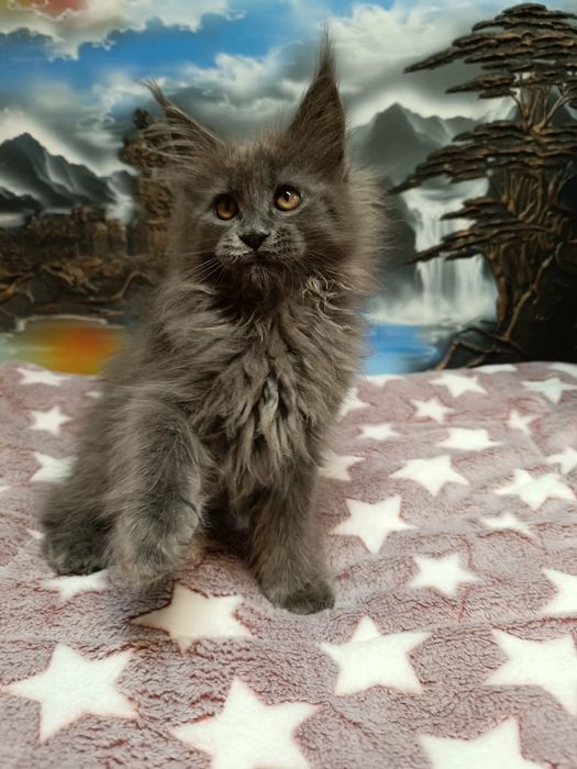 Kawaler solid Maine Coon
