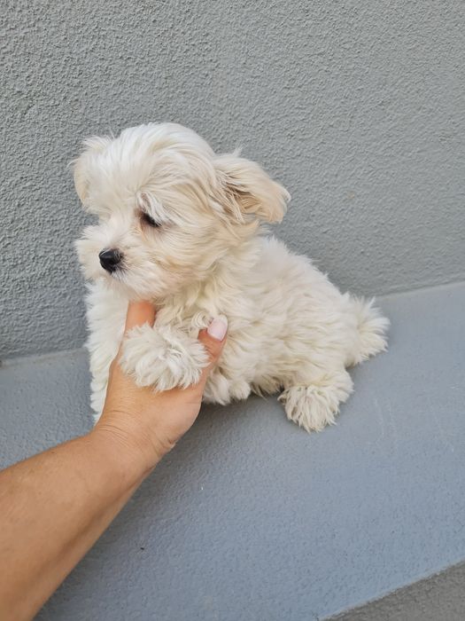 Excelente Bichon Maltes de Qualidade