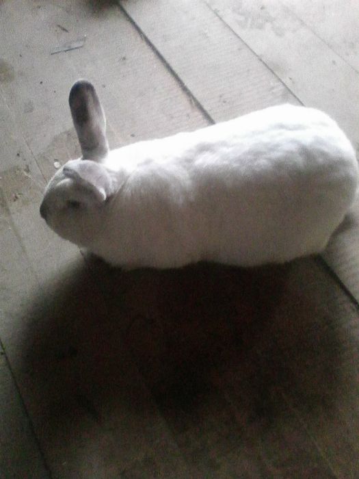 Продаю самці різної породи